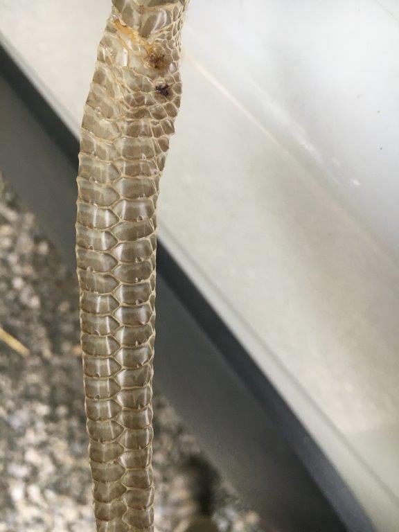 Grand Rapids snake skin